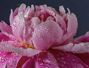 Raindrops on the Peonies