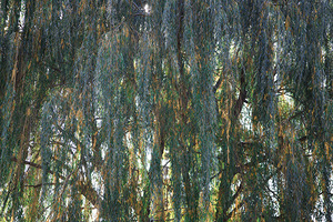 Weeping Willow Near a Stream