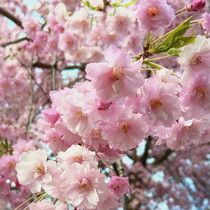 Dreamy Cherry Blossoms