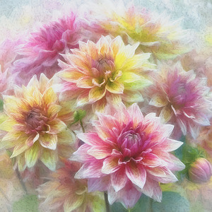 Dreamy Dahlias