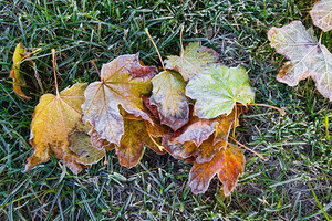 Hoar Frost in the Grass