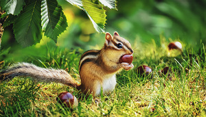 CHIPMUNK WITH A CHESTNUT