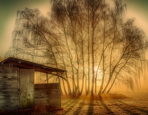 Sunset Through the Birches