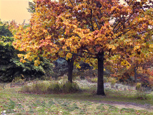 The Best of Friends in All Seasons