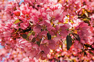 Apple Blossoms Maybe
