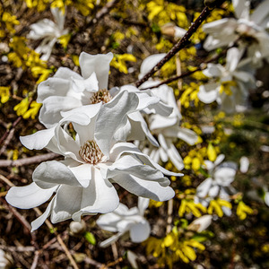 Magnolias Among the Forsythia by Thea Menagh