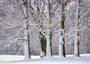 Always One Tree Out of place