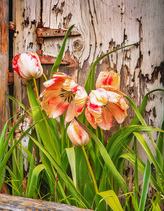 Tulips Hugging the Barn