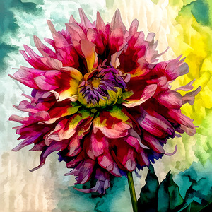 Dreaming of Dahlias