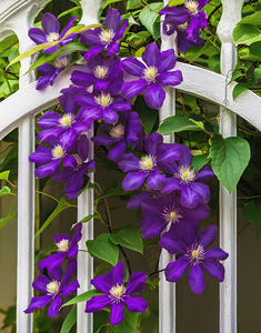 CLIMATIS ON THE TRELLIS