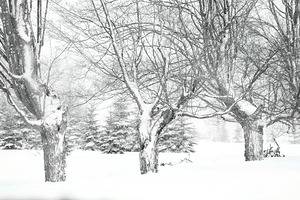 Some trees never give up
