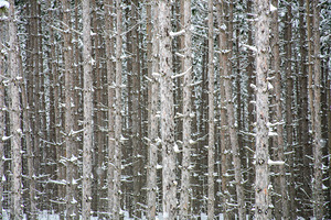 PRICKLY TOGETHERNESS