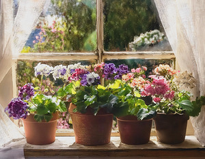 Geraniums Keep the Outside In