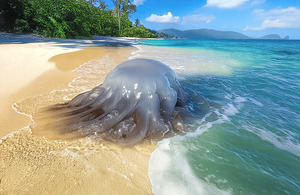 Blob Washed Onto the Beach