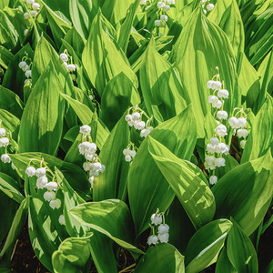 Lilly of the Valley 