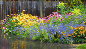 Collingwood Garden in the Rain