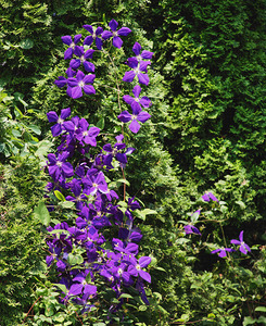 Climatis on the Cedars