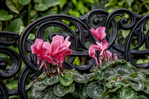 Cyclamen is a Christmas Favourite