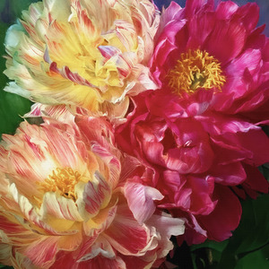 Soft As a Cloud Peonies