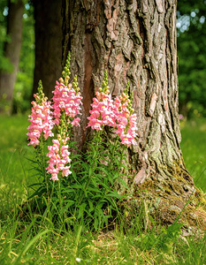 Snapdragon Tree Huggers