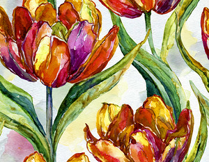 Tulips All Opened Up