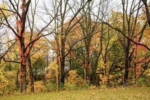 Along the Niagara River