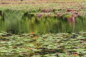 Pennsylvania Pond Reflections