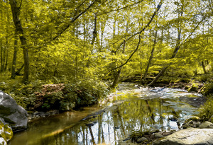 Resting by the Spring Stream
