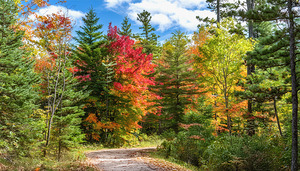 A Dirt Road Less Travelled