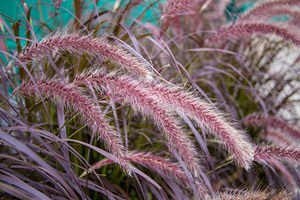 Purple Fountain Grass