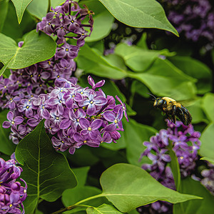 Busy Bee Takes Off Again