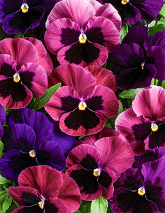 Pansies Making a Perfect Impression