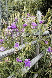 Wild Sweetpeas on a Cedar Fence