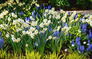 Flowers in My Favourite Garden 