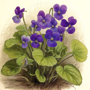 Sweet Violets 