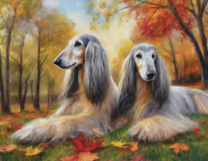 Afghan Hounds with Pendant Ears
