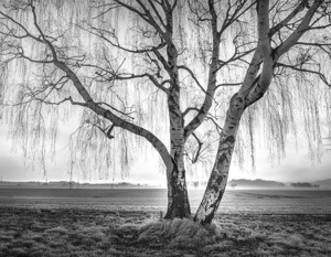 Weeping Willow in Black and White