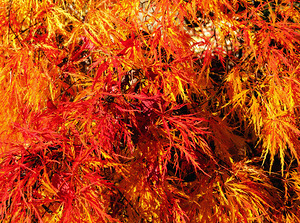 Lace Leaf Japanese Maple
