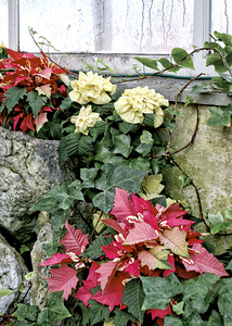 Christmas at Allan Gardens