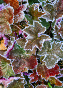 Eglinton Park Looking Frosty
