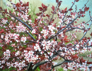 Cherry Blossoms in May