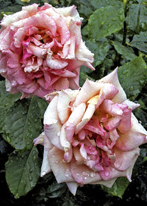 Just a little bit wet