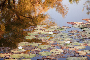 Reflections in the Brickworks Pond