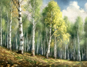 Tall Birch Trees On the Hill