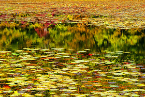 Reflections in the Lily Pond