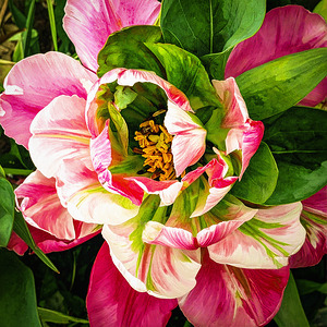 An Up-Close Double Parrot Tulip  by Thea Menagh
