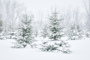 pretty little trees