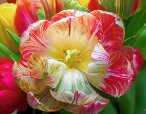 A Fully Open Parrot Tulip