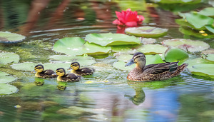 Keeping an eye on each one