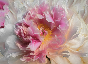 Pink Peony Surrounded by White